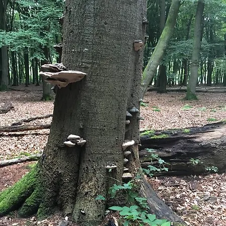 Landgoed Dennenholt * Vierhouten